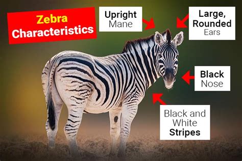 Unique Characteristics Of Zebra Stripes That Stun