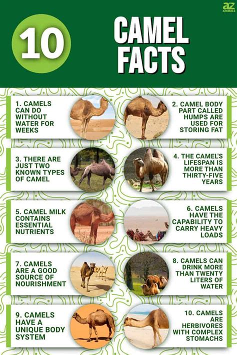 Weird Reasons Camels Drink 100 Gallons Of Water In Minutes Unusual Facts About Camels No One Talks About 8 Surprising Things Camels Can Do Camels Survive Without Water Because Of Their Humps Camping With Camels: The Weird Facts You Can't Ignore