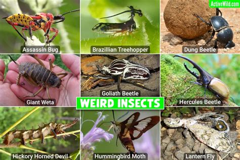 10 Insect Facts That Will Make You Cringe