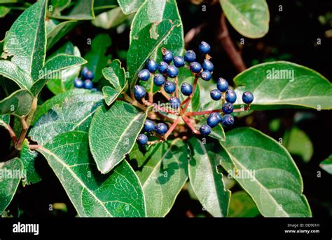 Is Viburnum Toxic To Pets? Here's What Every Pet Owner Needs To Know