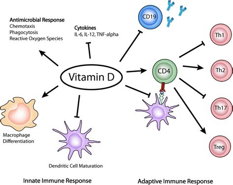 Vitamin D Immune System Guide You Can Trust