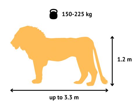 What Is The Weight And Height Of A Lion In Inches And Pounds