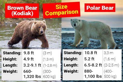 What Is The Weight And Height Of A Polar Bear