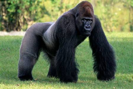 How Heavy And Tall Is A Silverback Gorilla