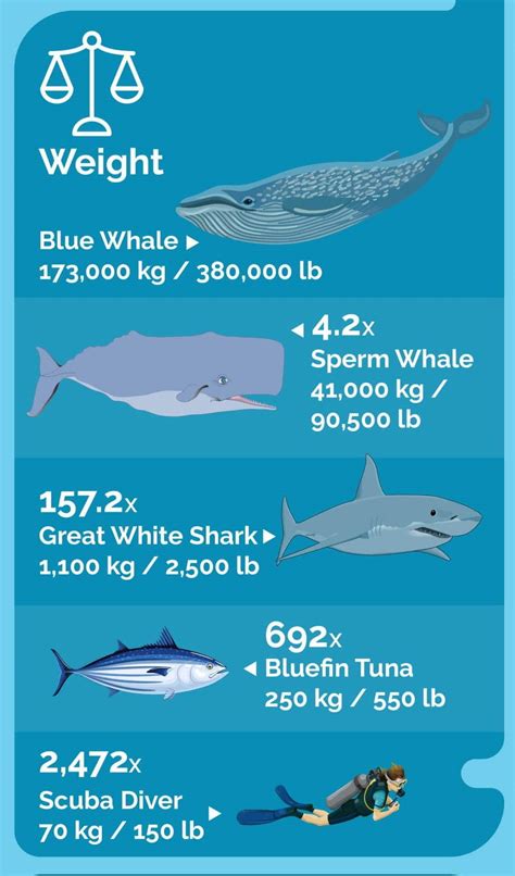 How Big Are Blue Whales Really: Size And Weight Guide