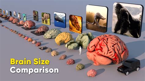 How The Weight And Size Of Brain Actually Affects Intelligence