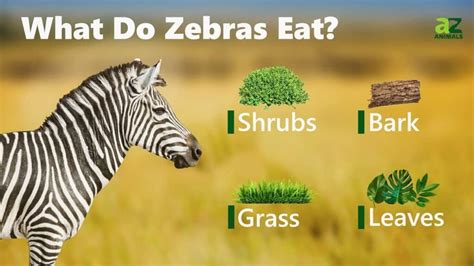 Feeding Habits: What Animals Do Zebras Eat