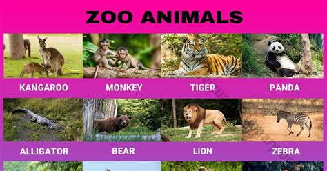 Everything You Should Know About What Animals Does Zoo Have