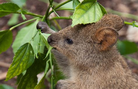 What Animals Eat Quokkas And Why It Matters For Their Survival