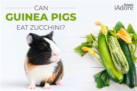 What Animals Eat Zucchini: Plant Damage And Pest Solutions