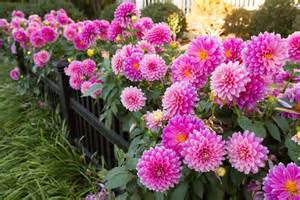 What Are Flowers In A Plant? A Simple Guide