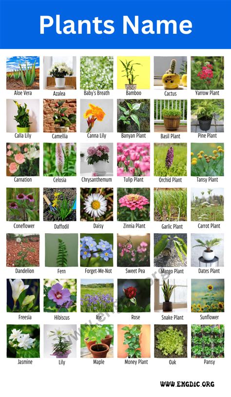 What Are Plants Called And Why The Name Matters