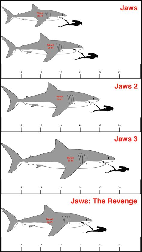 What Sharks Jaws Are Made Of | A Deep Dive Into Chondrichthyan Anatomy