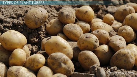 What Are Tubers
