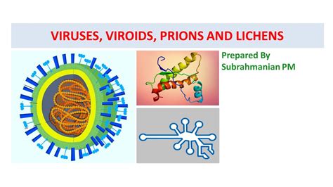 What Are Viruses, Viroids, Prions, And Lichens? A Quick Breakdown