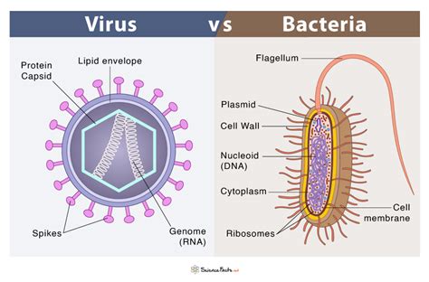 Viruses Vs Bacteria Vs You: What You Need To Know