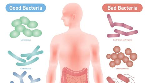 What Bacteria Does Xifaxan Kill A Complete Guide