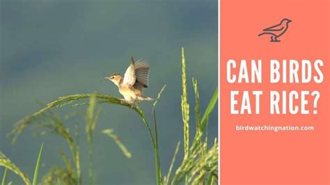 What Birds Eat Rice: Safe Seeds For Your Backyard