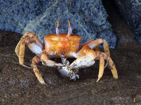 What Do Crabs Eat