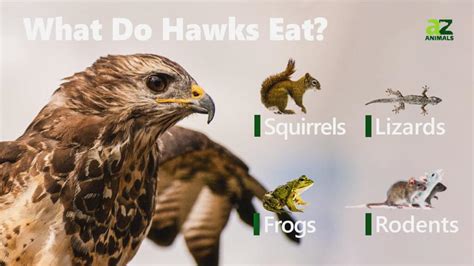 What Does A Hawk Eat