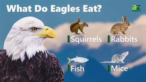 What Eats Eagles