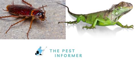 What Insects Eat Cockroaches And Keep Them Away