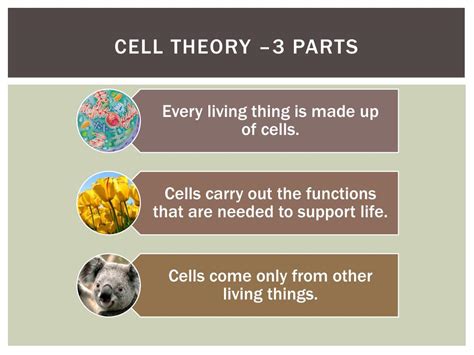 What Is 3 Parts Of The Cell Theory