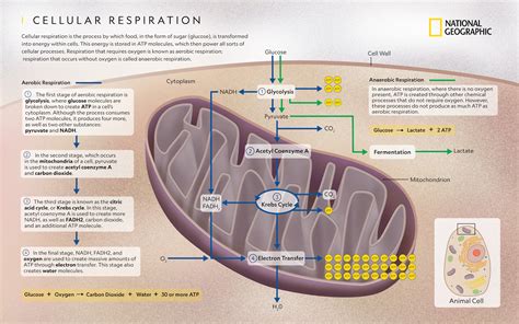 What Organelle Does Cellular Respiration Occur In