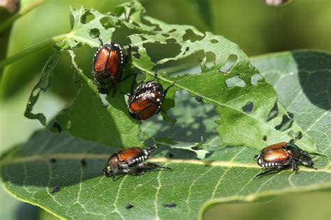 What Plants Do Japanese Beetles Eat A Homeowners Guide To Protection