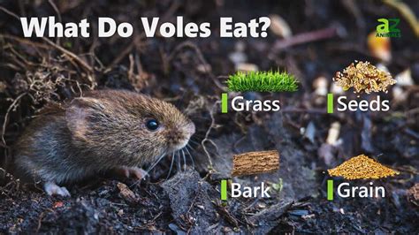 What Plants Do Voles Eat And How To Protect Your Garden