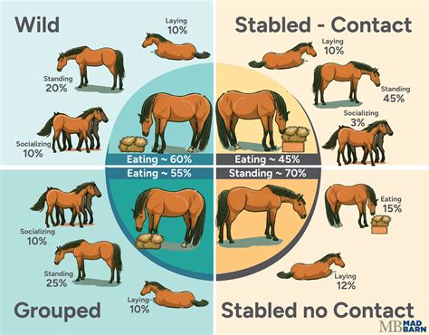 Difference Between Wild Discus And Domestic Strain Fish