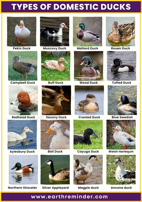 Understanding Wild Vs Domestic Duck Differences