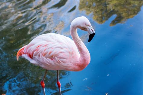 The Wildlife Of Morocco: A Continent In One Country
