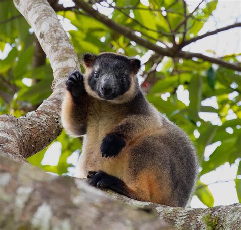Discover The Secret Wildlife Of North Queensland That Tourists Miss