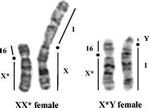 Xy And Xx Chromosomes